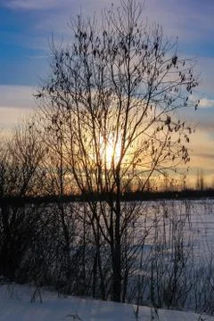 The sun behind the tree. Stock Photos