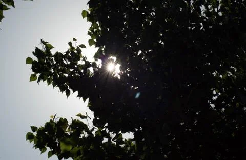 Sun behind the tree Stock Photos