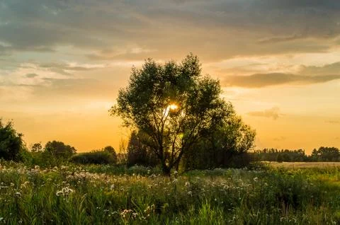  Sun behind the tree Stock-Fotos