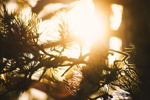 Sun Behind Tree Stock Photos
