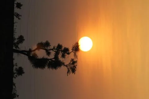 Sun behind tree 스톡 사진