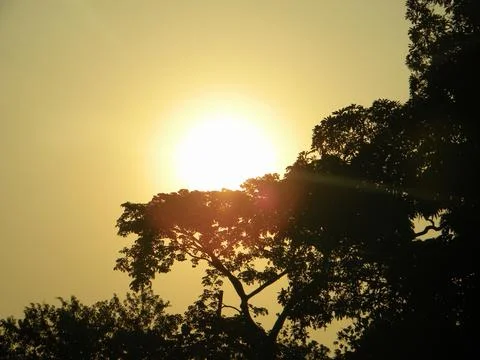 Sun behind the tree Stock Photos