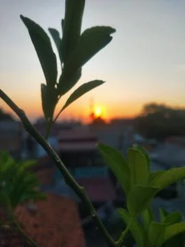 The sun from behind the tree Stock Photos