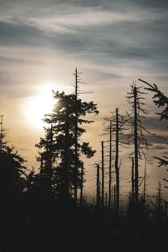 Sun Behind Tree with sky on Hill from mountain view winter sunset orange forest Stock Photos