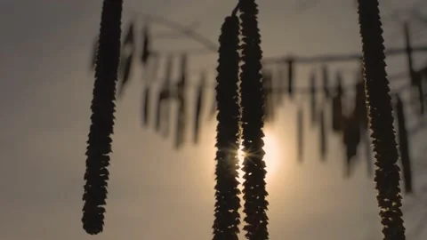 Sun behind a Tree in slow motion Video stock 233319593