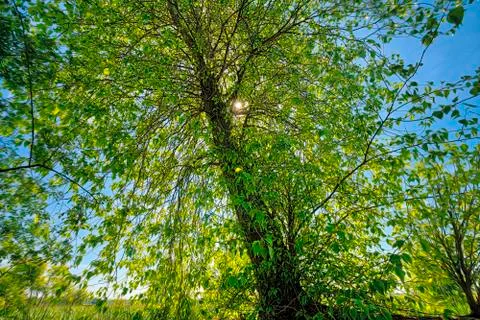 The sun behind a tree with spring leaves Stock Photos