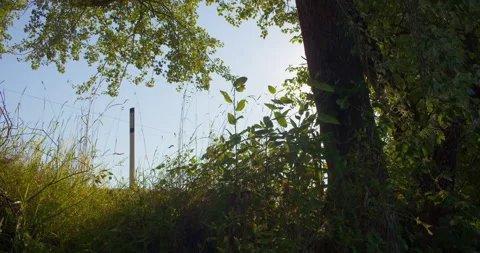 Sun behind Trees and Foliage 4K Stock Footage 160149898