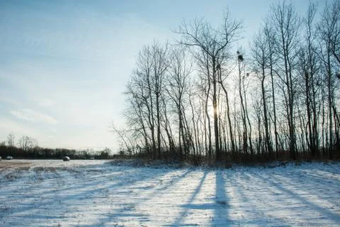 Sun behind trees and shadows on snow Stock Photos
