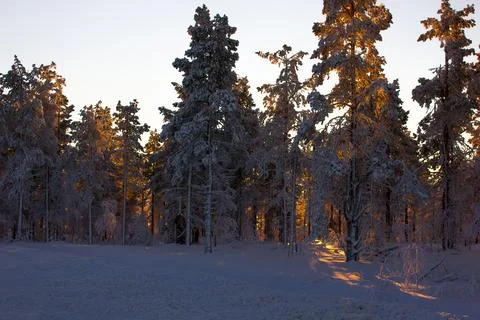 Sun behind trees covered in snow in Levi Foto stock
