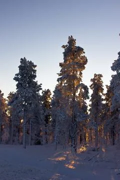 Sun behind trees covered in snow in finnish Lapland Stock Photos