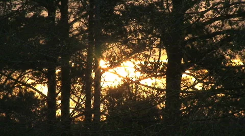 Sun behind trees 库存影片 696832