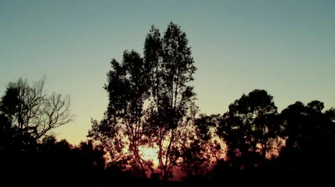 Sun Behind Trees 動画素材 4279897