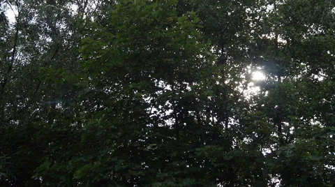 Sun behind the Trees Stock Footage 51340868