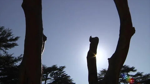 Sun behind trees Stock Footage 58209628