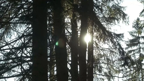 Sun behind trees Stock Footage