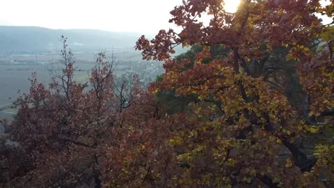 Sun behind the trees Video stock 166383768