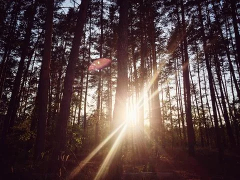Sun behind trees in a forest during autumn Foto stock