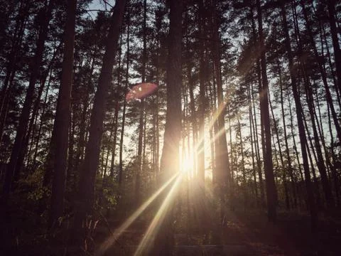 Sun behind trees in a forest during autumn Stock Photos