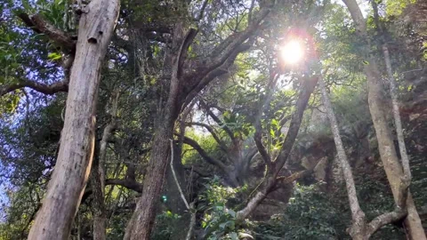 The sun behind the trees in the morning Stock Footage 256520022