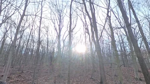 Sun behind the trees with no leaves 動画素材 294706871