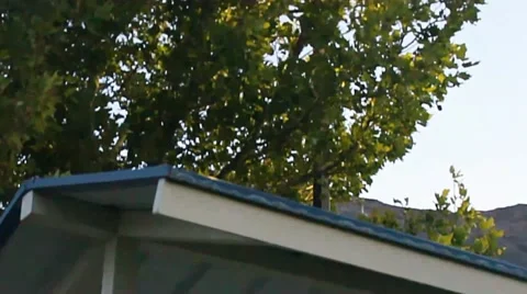 Sun behind Trees at park Stock-Footage 44766012