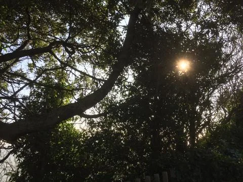 Sun behind trees Stock Photos