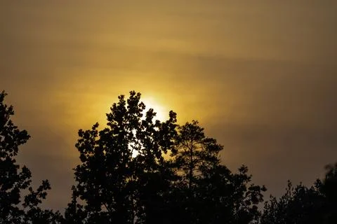 A sun behind the trees Stock Photos