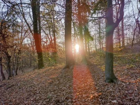 The sun behind the trees seen from the forest Photos