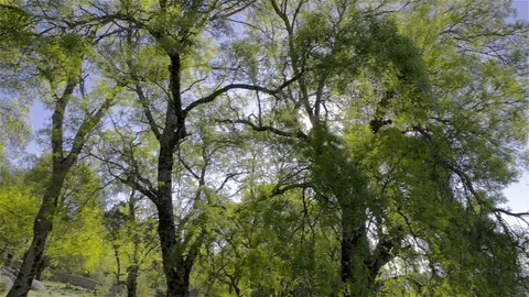 Sun behind the trees in a sunny day Stock Footage 115914222
