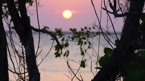 Sun Behind Tropical Trees at Dusk Stock Footage 305957667