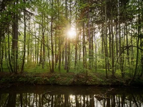 Sun behing trees in the forest during evening Stock Photos