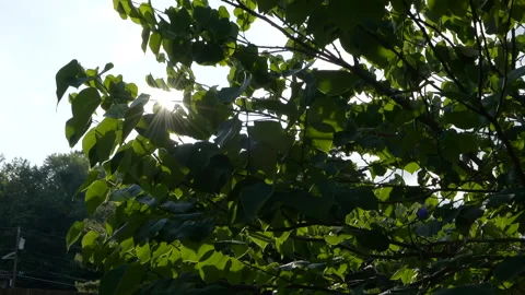 Sun being blocked in and out of leaves gimbal Stock-Footage 170375503