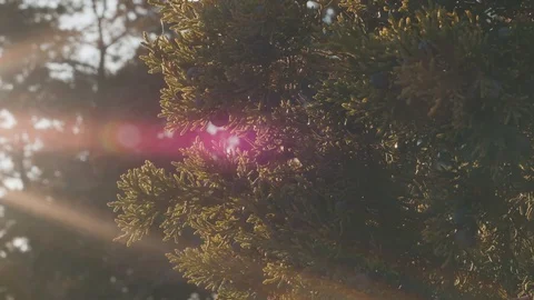 Sun On Berries Stock Footage 121812470