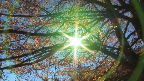 Sun between autumn leaves Stock Footage 94712460