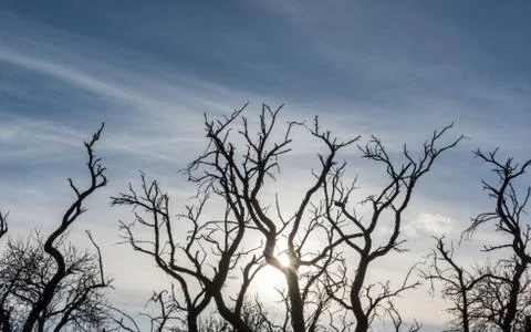 The sun between the branch fork of the treetop Stock Photos