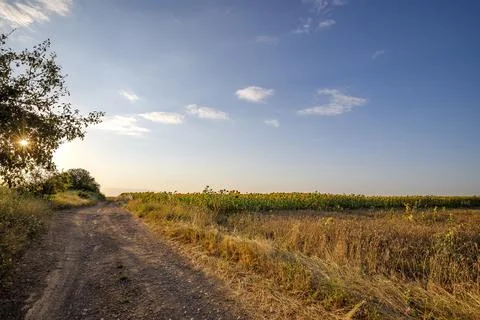 Sun between the branches Stock Photos