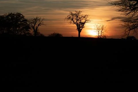 The sun between the branches of a tree . black silhouette of a tree on a su.. Stock-Fotos