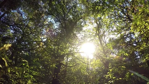 Sun between the branches of trees in the autumn sunny forest in motion Stock Footage 260475854