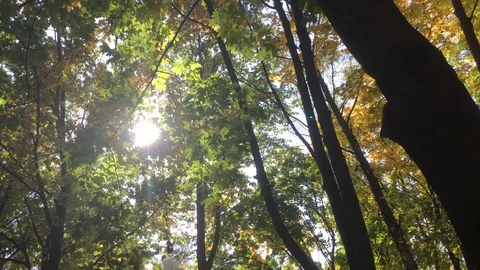 The sun between the colored leaves in the autumn forest Stock Footage 119107128