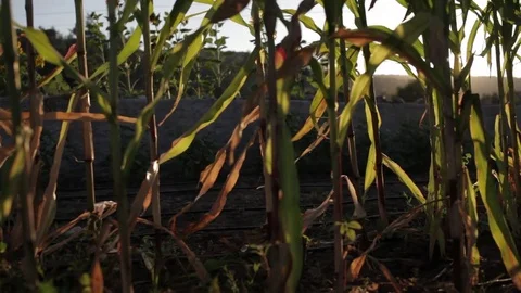 Sun between corn plants sliding shot Stock Footage 75268170