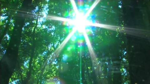 Sun between forest trees 動画素材 104409169