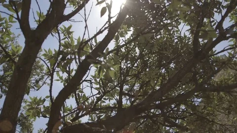 Sun between the leaves of an old tree Stock Footage 71201860