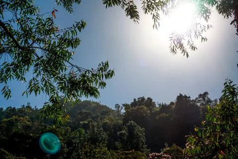 Sun between leaves Stock Photos