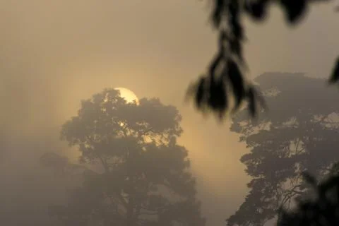 Sun between the mist and trees. Stock Photos