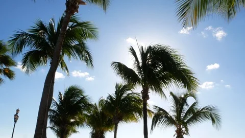 Sun between palm trees and beautiful blue sky in paradise caribbean island Stock-Footage 121478930