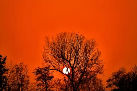 Sun between silhouette tree in sky twilight sunset saturated orange color Stock Photos