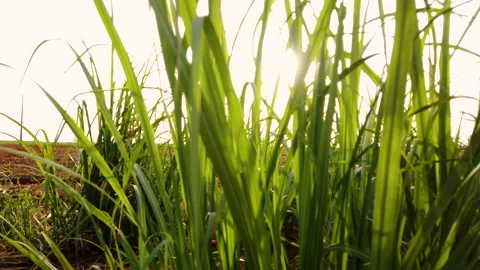 Sun between sugar cane leaves, blurred video Stock Footage 155452392