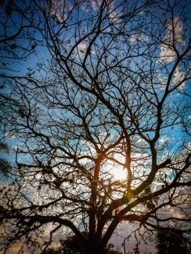 The sun between the tree and the blue sky Stock Photos