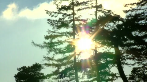 Sun between tree bench Stock Footage 847277