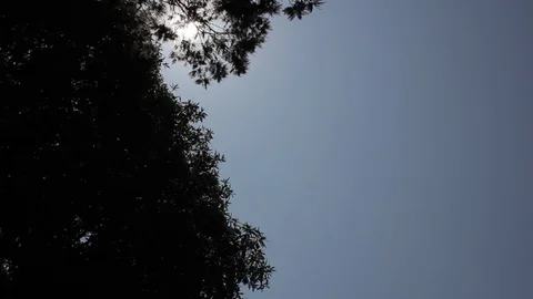 Sun between tree foilage Stock Footage 77052587